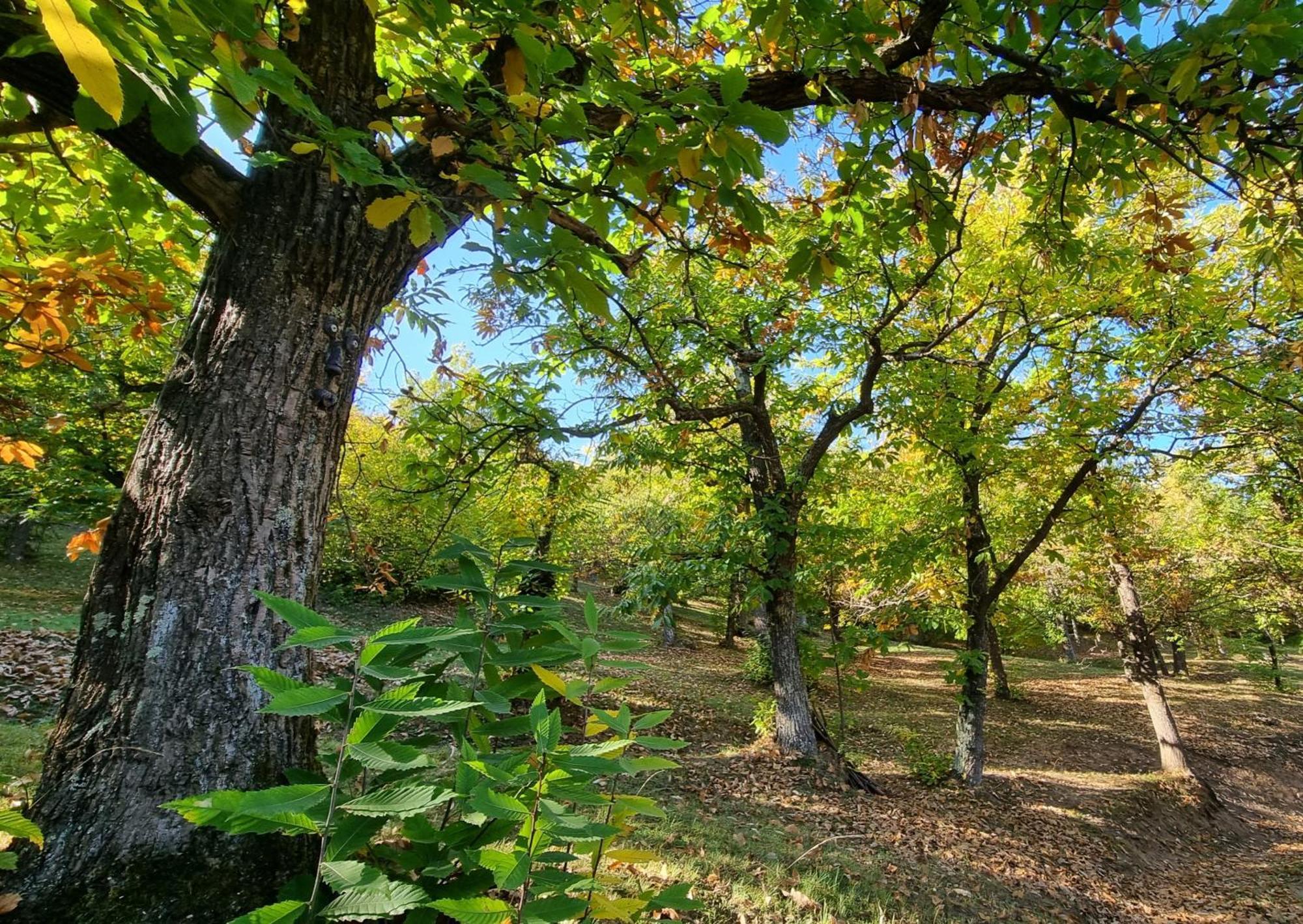 Lisio La Botalla Agriturismo מראה חיצוני תמונה